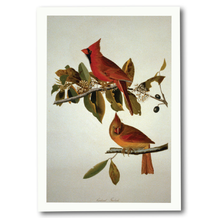 Grosbeak Holiday Cards - Library of Congress Shop