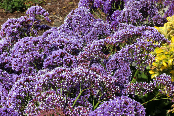 Sea Lavender (7904469451007)