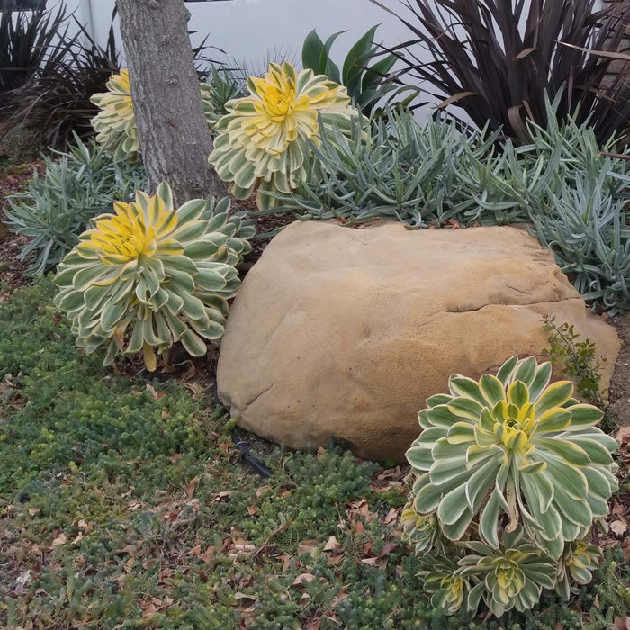 Sunburst Aeonium (7916131877119)