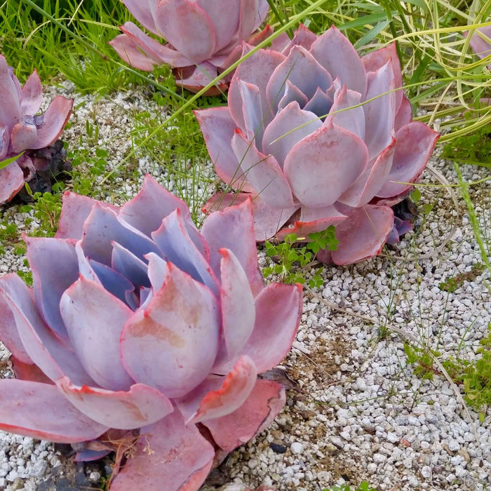 Afterglow Echeveria (7898923204863)