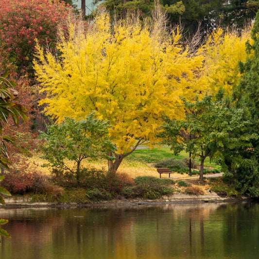 Ginkgo biloba (7909600788735)