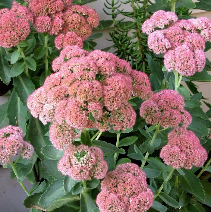 autumn joy sedum - Hylotelephium spectabile