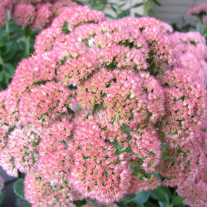 autumn joy sedum - Hylotelephium spectabile flower close-up