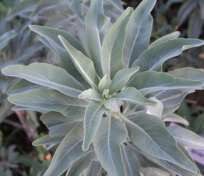 Salvia apiana (7978826662143)