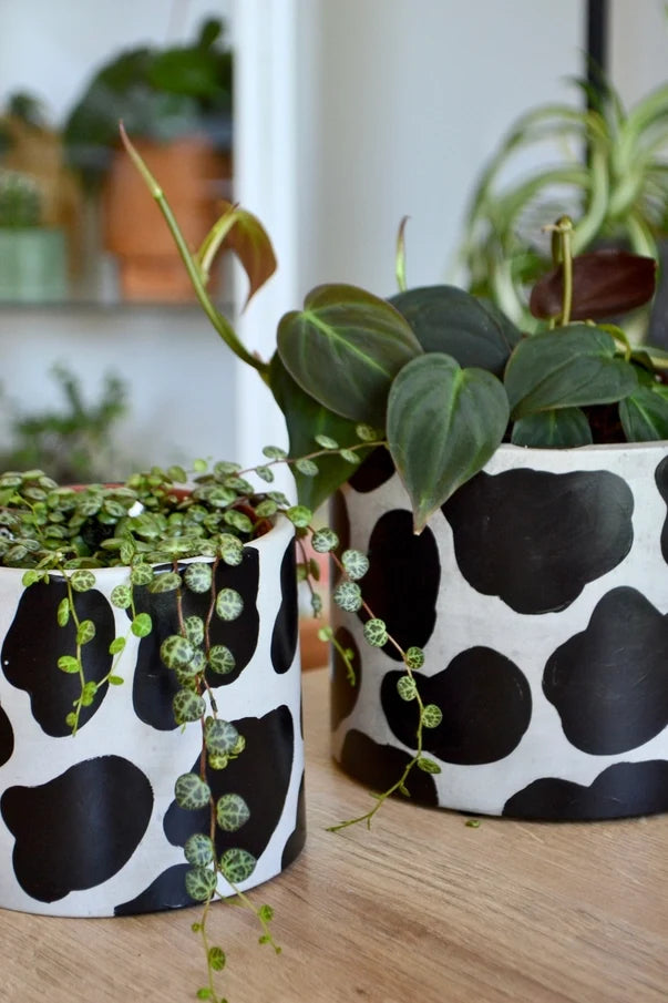 Cow Planter