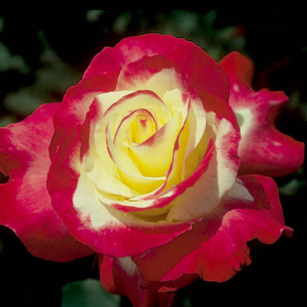Double Delight Patio Tree Rose (7923590365439)