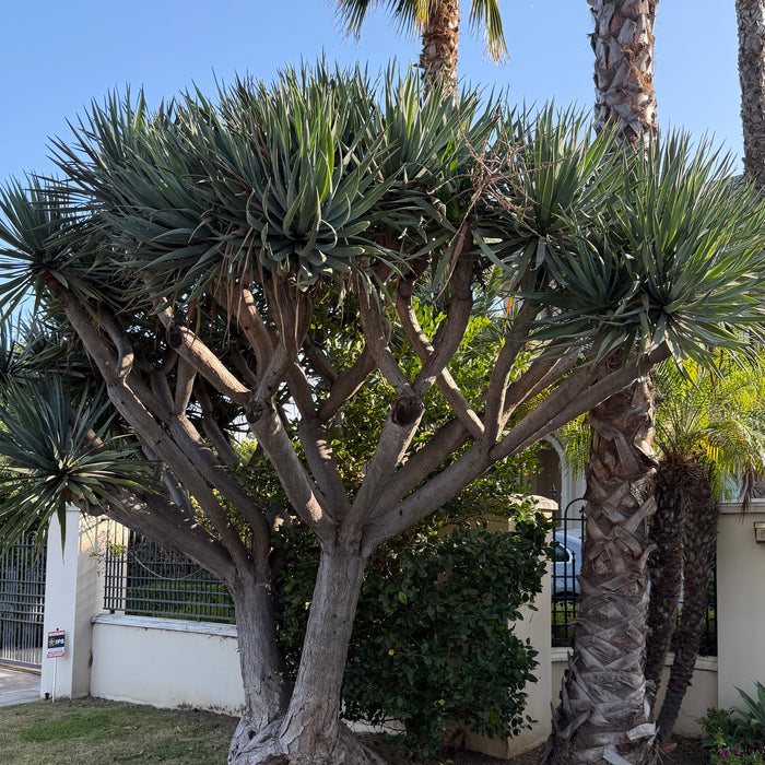 Dragon Tree
