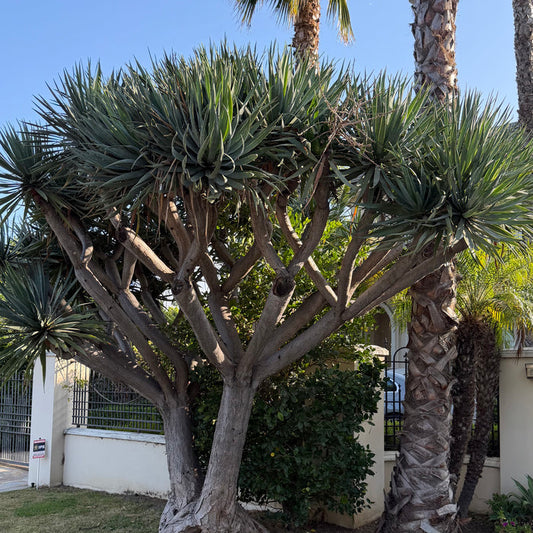 Dragon Tree