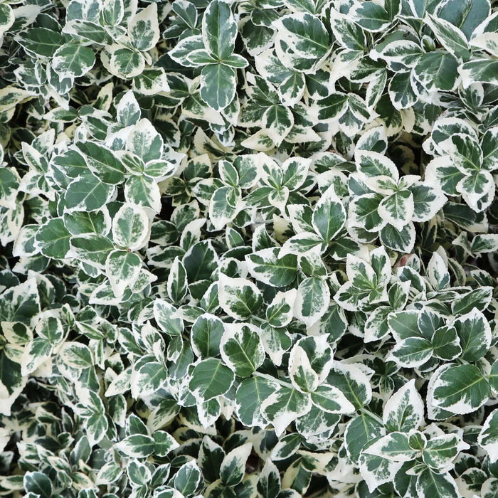 Emerald Gaiety Wintercreeper (7931568292095)