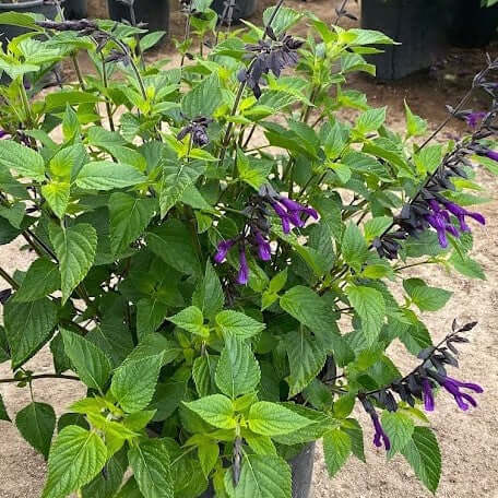 Friendship Sage (7978826793215)