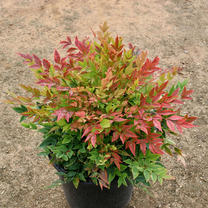 Nandina domestica 'Gulf Stream' (7908006756607)