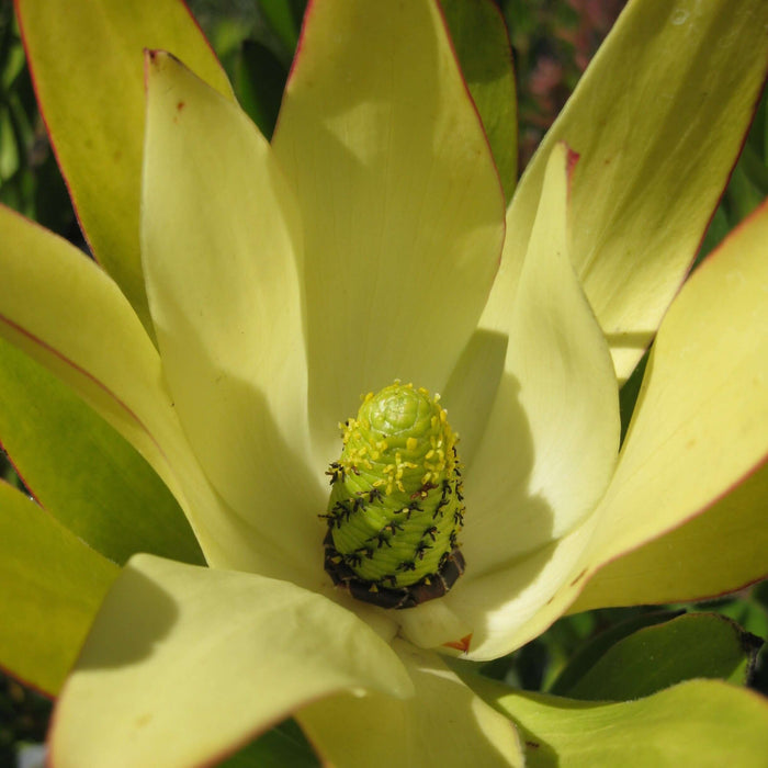 Safari Goldstrike Yellow Conebush (7912524251391)