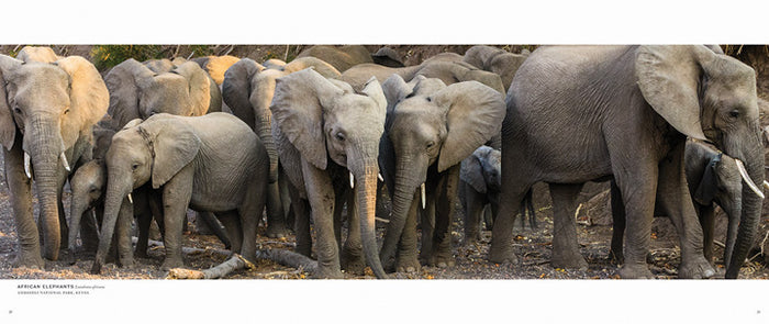 Migrations