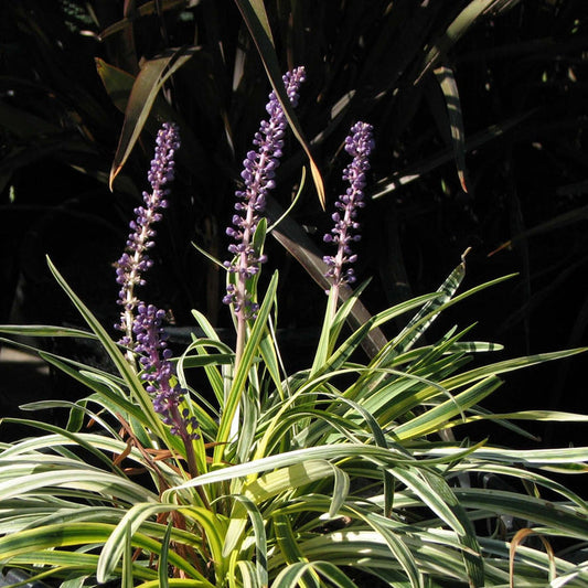 Silvery Sunproof Lilyturf (7912524447999)