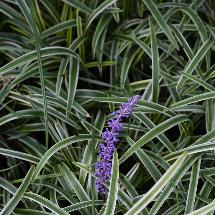Silvery Sunproof Lilyturf (7912524447999)