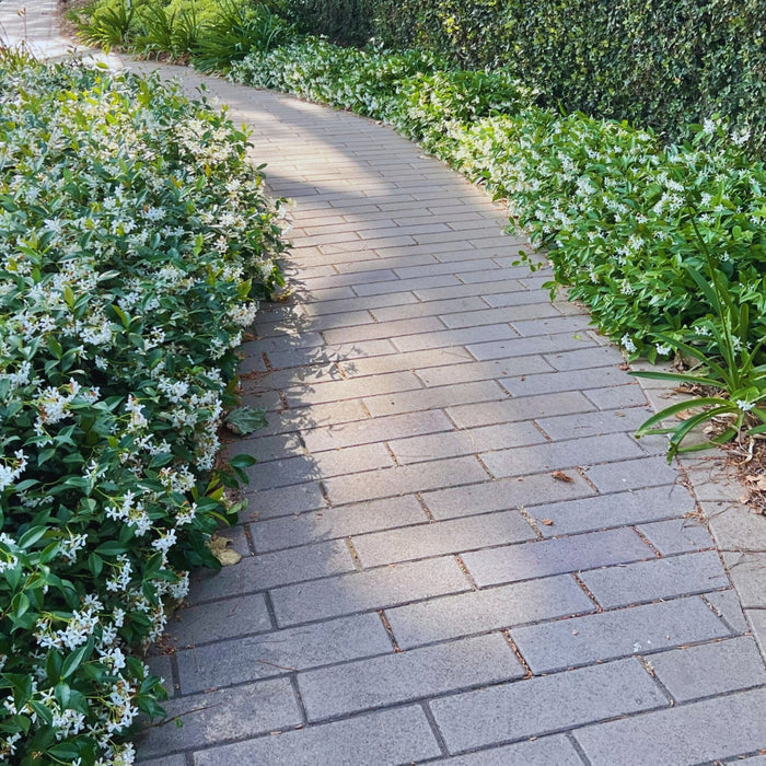 Trachelospermum jasminoides shrub for landscaping