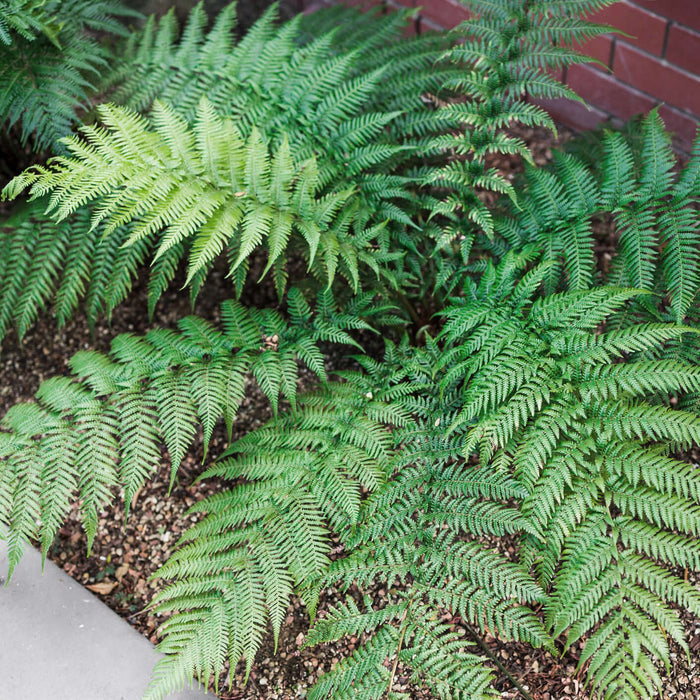 Dicksonia antarctica (7909600919807)