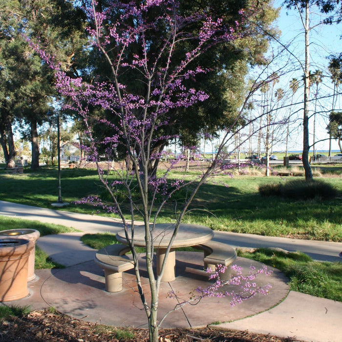 Cercis occidentalis Multi-Trunk (7920912302335)
