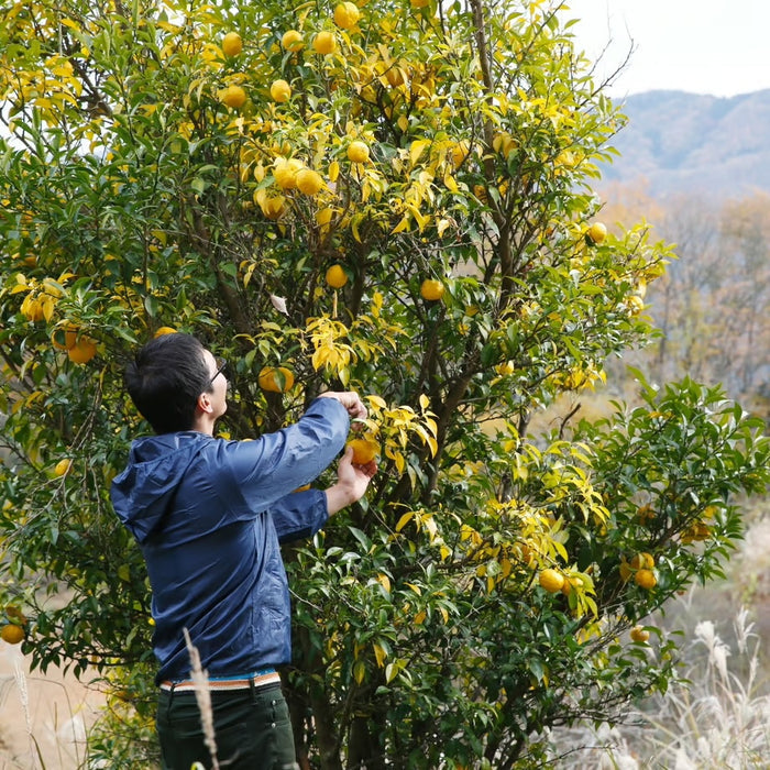 Yuzu Nyanyalade
